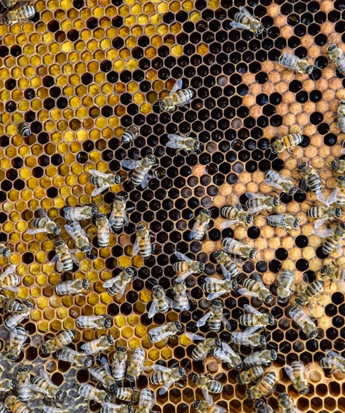 Abeilles à miel sur le rucher de la maison — Photo