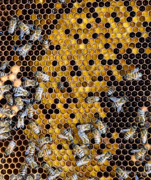 Honey bees on the home apiary — Stock Photo, Image