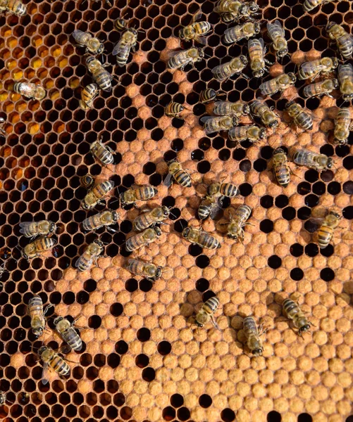 Abejas de miel en el hogar colmenar —  Fotos de Stock