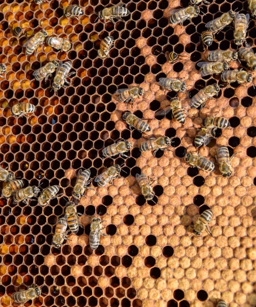 Abejas de miel en el hogar colmenar —  Fotos de Stock