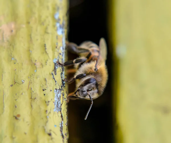 Nahaufnahme der Honigbiene am Eingang zum Bienenstock. — Stockfoto