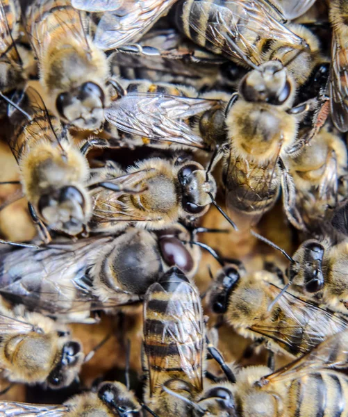 Fotografía macro de abejas. Baile de la abeja melífera. Abejas en una colmena de abejas en panales . —  Fotos de Stock