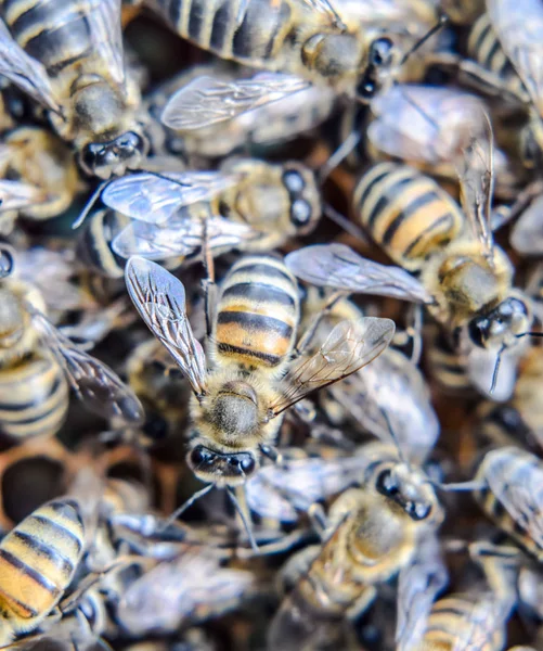 Fotografía macro de abejas. Baile de la abeja melífera. Abejas en una colmena de abejas en panales . —  Fotos de Stock