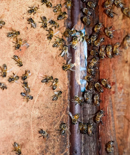 Una colmena, una vista desde dentro. La cabaña de abejas. Abeja. Entrada a la colmena . —  Fotos de Stock