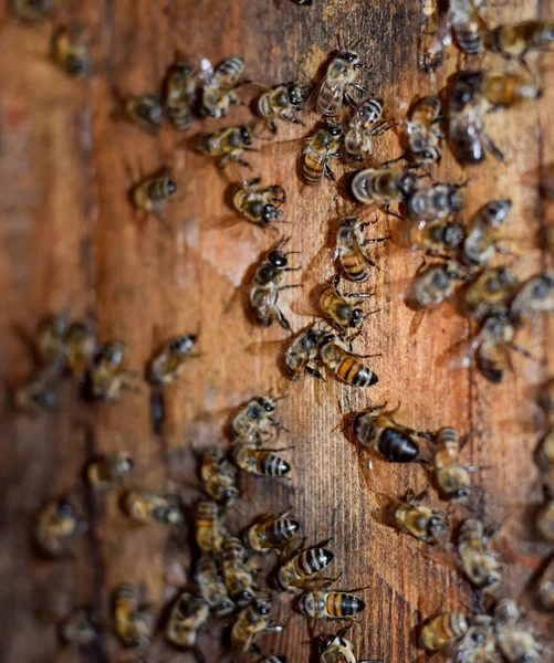 Пчелиный улей, вид изнутри. Пчелиная хижина. Пчелка. Вход в улей . — стоковое фото