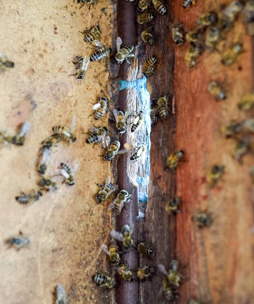 蜂の巣、内側からの眺め。蜂小屋。ミツバチ。ハイブへの入口. — ストック写真