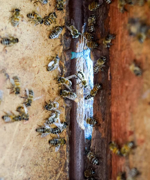 Пчелиный улей, вид изнутри. Пчелиная хижина. Пчелка. Вход в улей . — стоковое фото