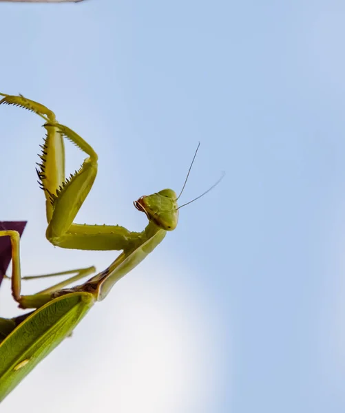 Imádkozó sáska, a vörös kerítés. Ragadozó rovar, mantis. — Stock Fotó