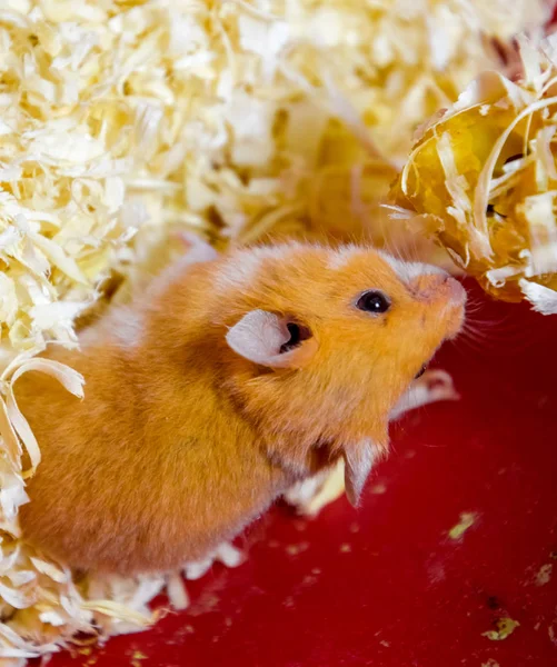 Hamsterheim in Gefangenschaft. Hamster im Sägemehl. Rothamster — Stockfoto