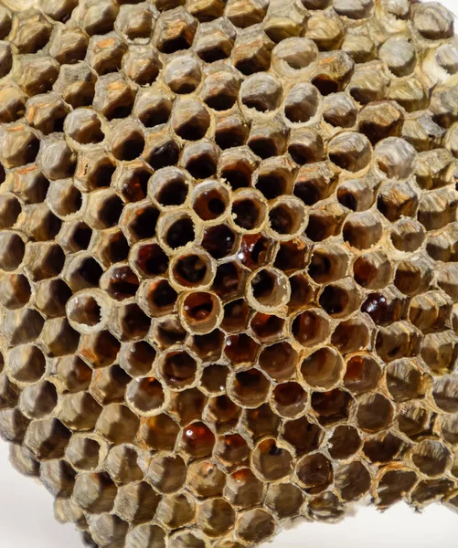 El nido es álamo, polista. El nido de álamo al final de la temporada de cría. Existencias de miel en panales. Aspen cariño. Vespa —  Fotos de Stock