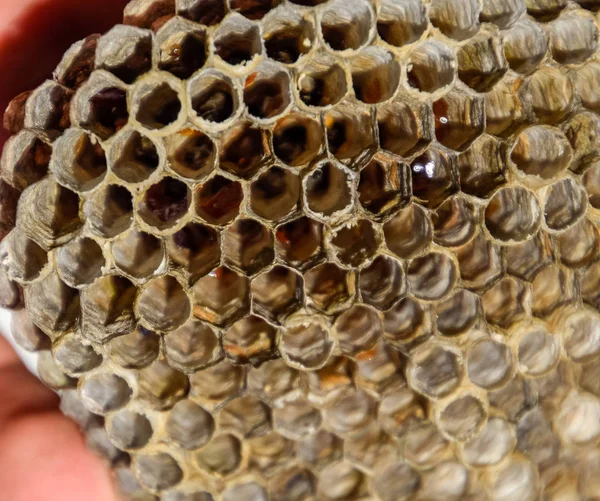巣は、アスペン、polist。アスペンは、繁殖期の終わりに巣します。ハニカム蜂蜜を取り揃えております。アスペンの蜂蜜。ベスパ — ストック写真