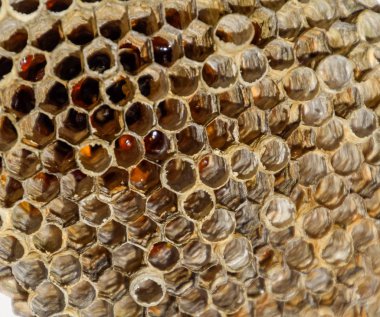 Aspen, yuva olduğunu polist. Aspen üreme mevsimi sonunda iç içe. Bal peteğin içinde hisse senetleri. Kavak tatlım. Vespa