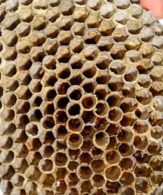 Aspen, yuva olduğunu polist. Aspen üreme mevsimi sonunda iç içe. Bal peteğin içinde hisse senetleri. Kavak tatlım. Vespa