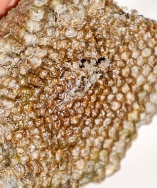 Aspen, yuva olduğunu polist. Aspen üreme mevsimi sonunda iç içe. Bal peteğin içinde hisse senetleri. Kavak tatlım. Vespa