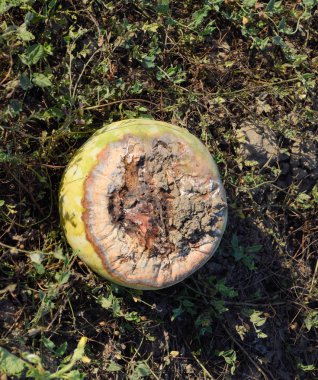 Kıyılmış eski çürümüş kavun. Terk edilmiş bir alan karpuz ve kavun. Çürük karpuz. Karpuz hasat kalıntıları. Sahada çürüyen sebze.