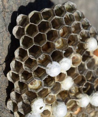 Bir ağaç kütüğü yalan eşekarısı yuvası.