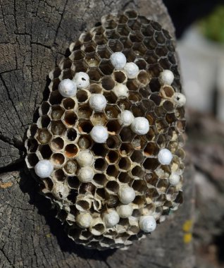 Bir ağaç kütüğü yalan eşekarısı yuvası.