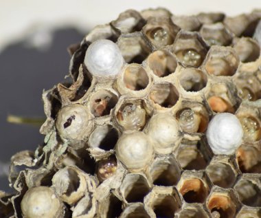 Eşek arısı olmayan eşek arısı yuvası. Ele geçirilen yuva arıları. Petek