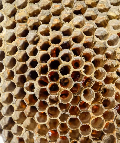 Le nid est en tremble, poliste. Le nid de peuplier faux-tremble à la fin de la saison de reproduction. Des stocks de miel dans des rayons de miel. Du miel de tremble. Vespa — Photo