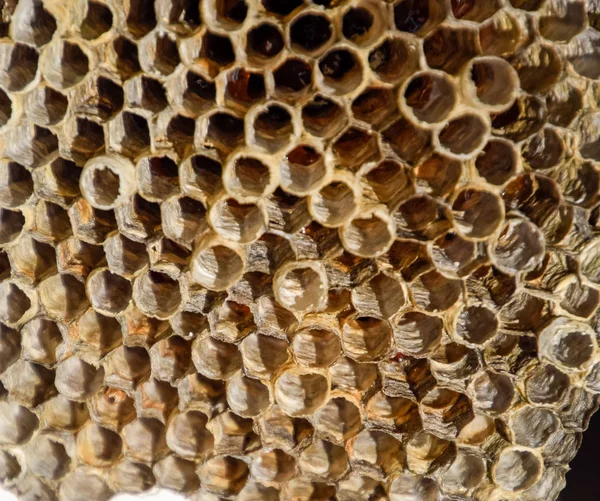 巣は、アスペン、polist。アスペンは、繁殖期の終わりに巣します。ハニカム蜂蜜を取り揃えております。アスペンの蜂蜜。ベスパ — ストック写真