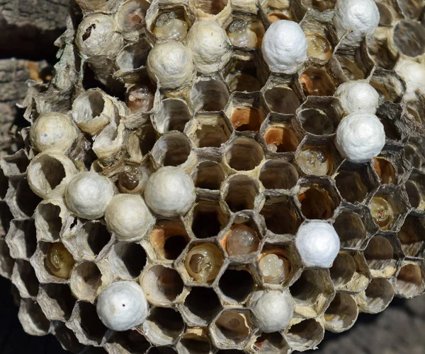 Wasp nest liggen op een boomstronk. — Stockfoto