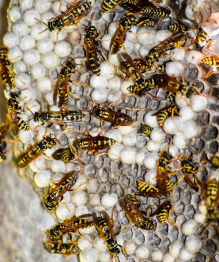 Eşekarısı yuvası üzerine oturan Yaban arıları ile.
