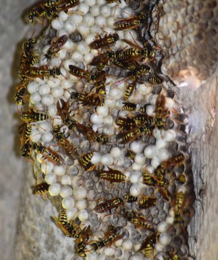 Üzerinde eşekarıları olan bir arı kovanı. Eşek arıları polisi. Yakından çekilen bir eşek arısı ailesinin yuvası.