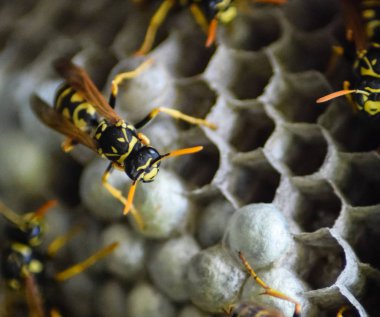 Eşekarısı yuvası üzerine oturan Yaban arıları ile.