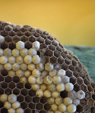 Ahşap bir kartına iliştirilmiş eşekarısı yuvası.