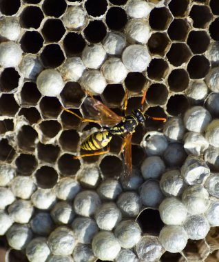 Üzerinde eşekarıları olan bir arı kovanı. Eşek arıları polisi. Yakından çekilen bir eşek arısı ailesinin yuvası.