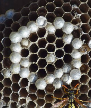 Eşekarısı yuvası üzerine oturan Yaban arıları ile.