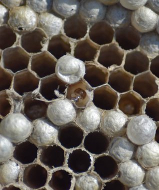 Eşekarısı yuvası eşekarısı olmadan. Yıkılmış yuva eşekarısı ele geçirdi. Peteğin larvaları ile