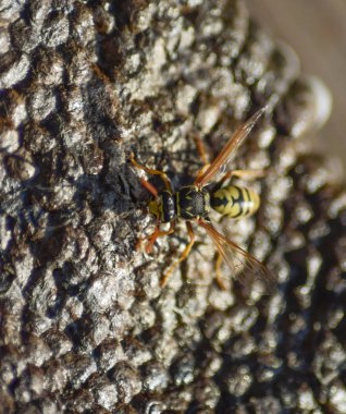 Üzerinde eşekarıları olan bir arı kovanı. Eşek arıları polisi. Yakından çekilen bir eşek arısı ailesinin yuvası.