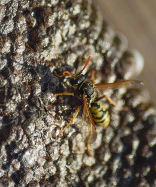 Üzerinde eşekarıları olan bir arı kovanı. Eşek arıları polisi. Yakından çekilen bir eşek arısı ailesinin yuvası.