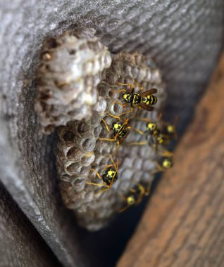 Eşekarısı yuvası üzerine oturan Yaban arıları ile.