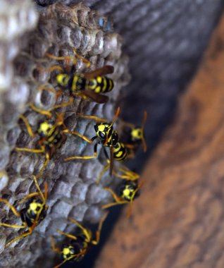 Eşekarısı yuvası üzerine oturan Yaban arıları ile.