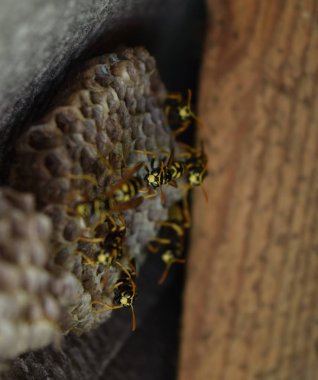 Üzerinde eşekarıları olan bir arı kovanı. Eşek arıları polisi. Yakından çekilen bir eşek arısı ailesinin yuvası.