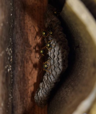 Eşekarısı yuvası üzerine oturan Yaban arıları ile.