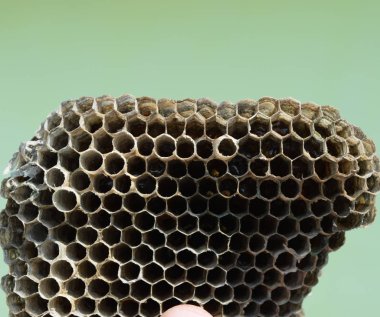 Yaban arısı yuvası peteklerde bal rezervleri ile polist olduğunu. Vespi