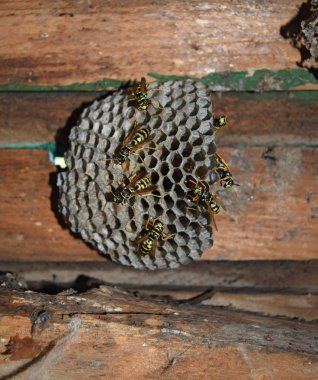 Eşekarısı yuvası üzerine oturan Yaban arıları ile.