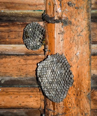 Eşekarısı yuvası üzerine oturan Yaban arıları ile.