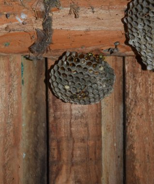 Eşekarısı yuvası üzerine oturan Yaban arıları ile.