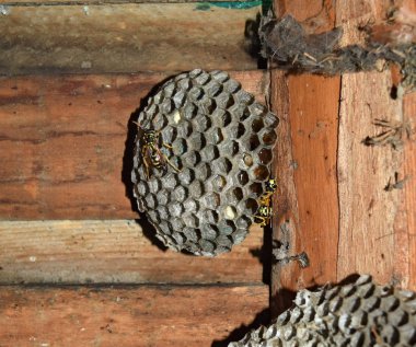 Eşekarısı yuvası üzerine oturan Yaban arıları ile.