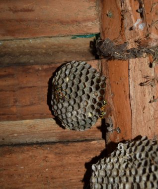 Üzerinde eşekarıları olan bir arı kovanı. Eşek arıları polisi. Yakından çekilen bir eşek arısı ailesinin yuvası.