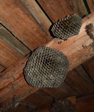 Wasp nest with wasps sitting on it. Wasps polist. The nest of a family of wasps which is taken a close-up clipart