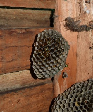 Üzerinde eşekarıları olan bir arı kovanı. Eşek arıları polisi. Yakından çekilen bir eşek arısı ailesinin yuvası.