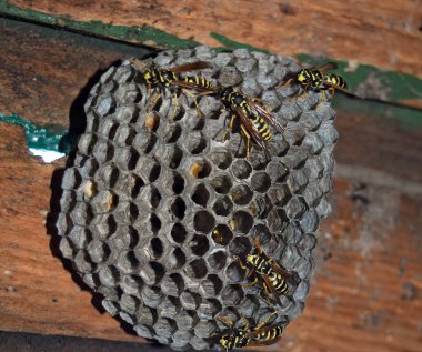 Eşekarısı yuvası üzerine oturan Yaban arıları ile.