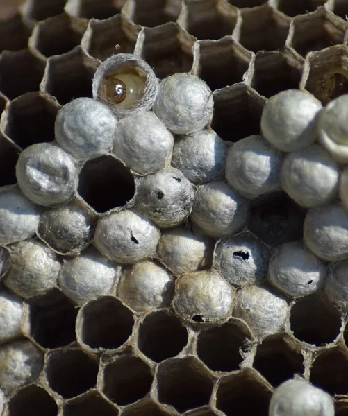 Wasp nid sans guêpes. Capturé des guêpes de nid ravagées. Rayons de miel avec larves — Photo