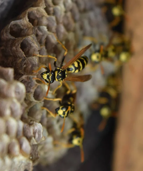 Eşekarısı yuvası üzerine oturan Yaban arıları ile.