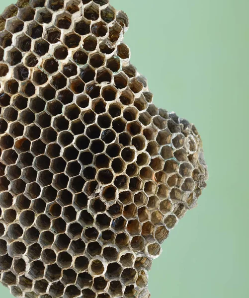 Geting boet med honung. Wasp honung. — Stockfoto